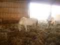 biotag14_054