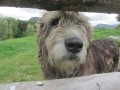 irland_15_out_006