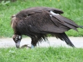 zoo14_002