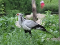 zoo14_003