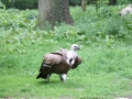 zoo14_005