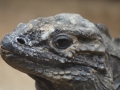 zoo14_006