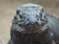 zoo14_007