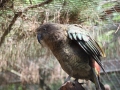 zoo14_008