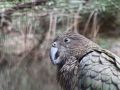 zoo14_009