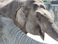 zoo14_017