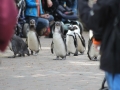zoo14_021