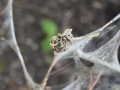 zoo14_033