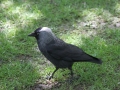 zoo14_043