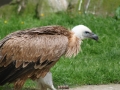 zoo14_044
