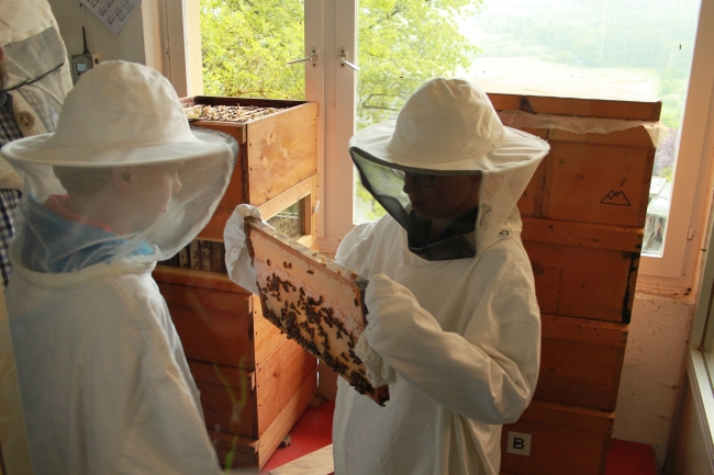 bienen16_1